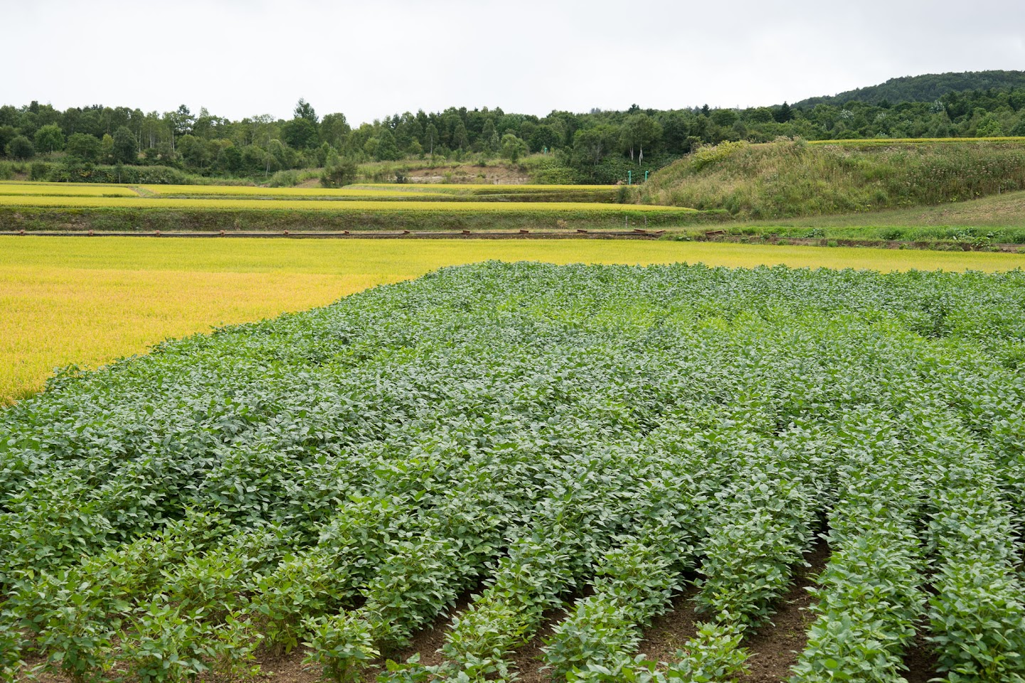 黒千石大豆の圃場