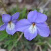 Birdfoot Violet