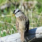 White-crowned sparrow