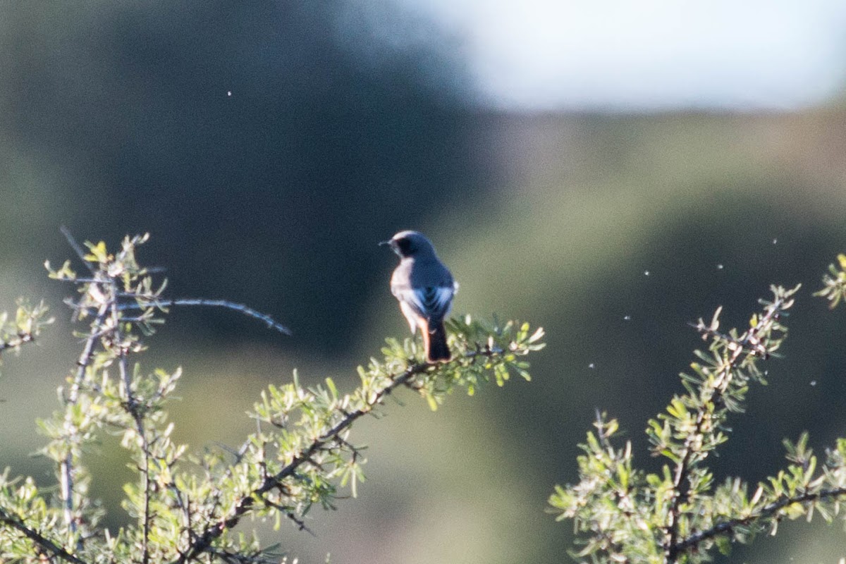 Black Redstart; Colirrojo Tizón