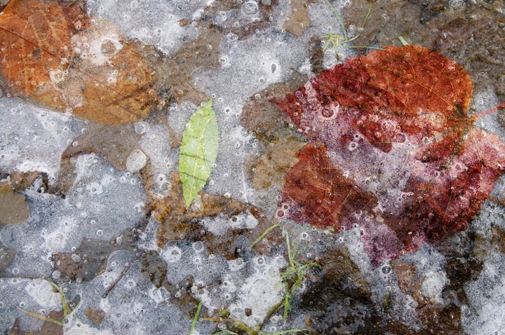 Foglie on ice di oraw