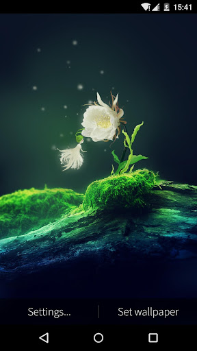 Cactus Flower Live Wallpaper
