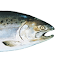 Item logo image for King Salmon