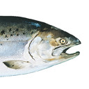 King Salmon Chrome extension download