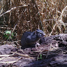 Rock Squirrel