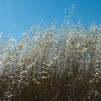 Canne al vento di 