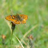 Lesser Marbled Fritillary