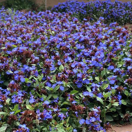 Hardy Plumbago (Ceratostigma), Blue Ceratostigma plumbaginoides, Ceratostigma plumbaginoides, Hardy Plumbago