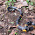 Coral Snakes of the World