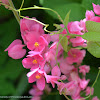 Coral-vine