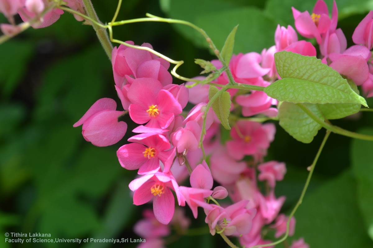 Coral-vine