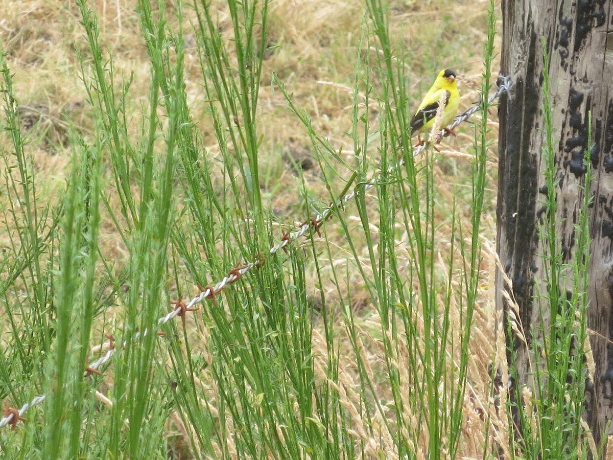 American goldfinch