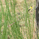 American goldfinch