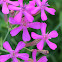 Wild pink catchfly