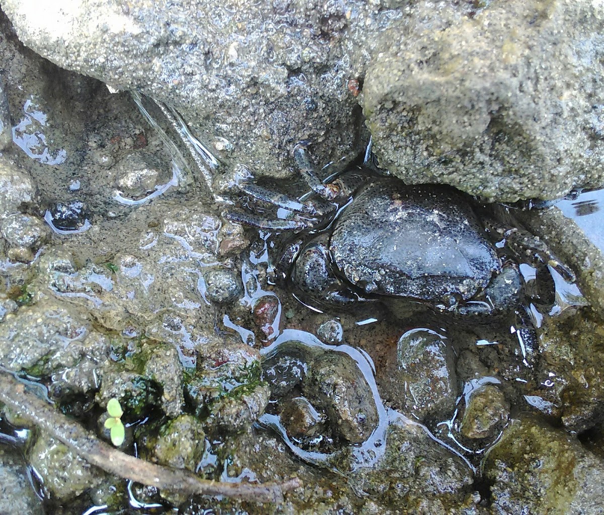 Javanese River Crab