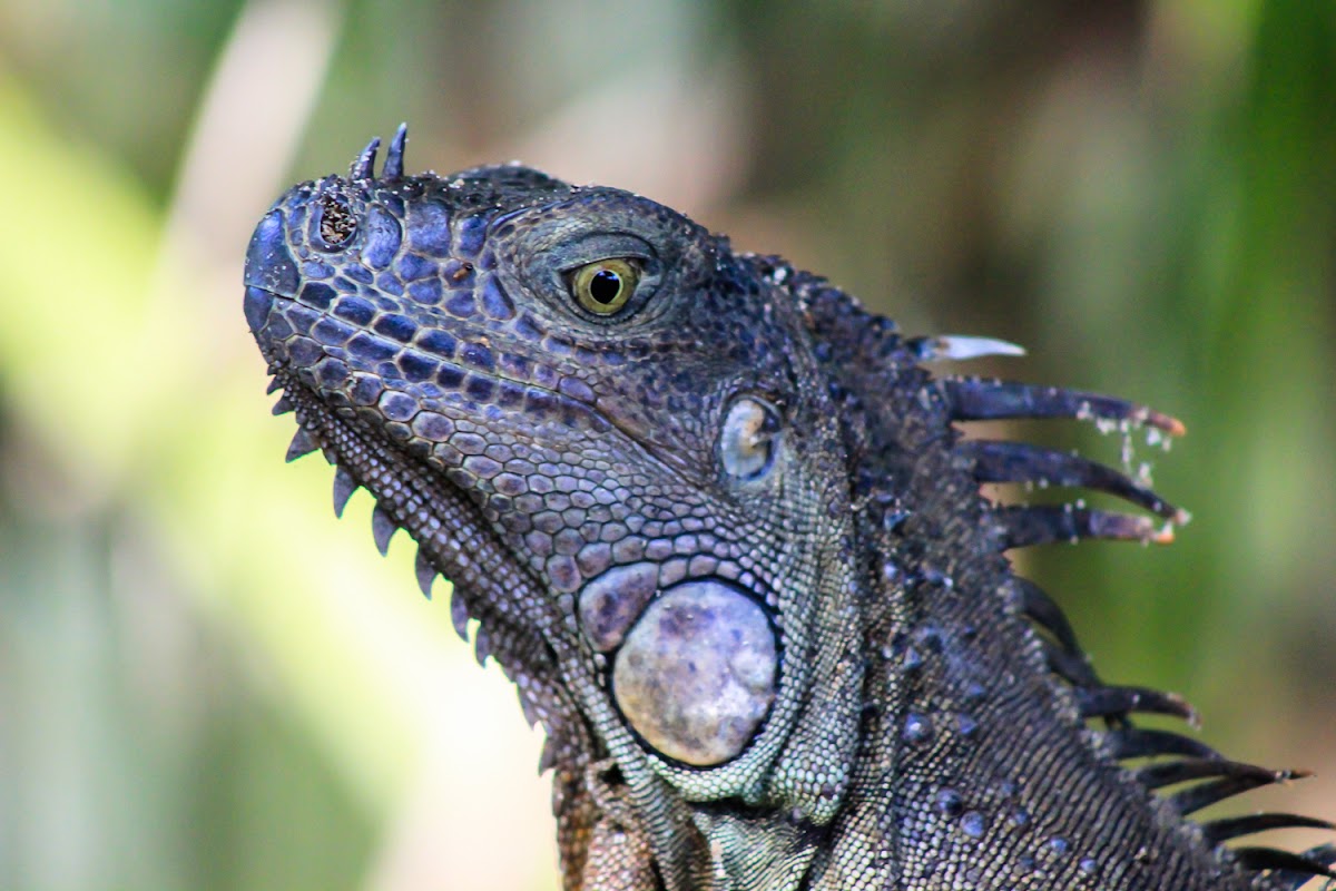 Green Iguana