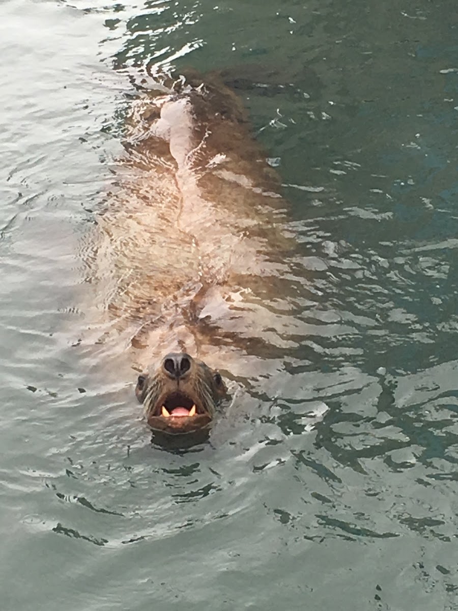 Steller Sea Lion