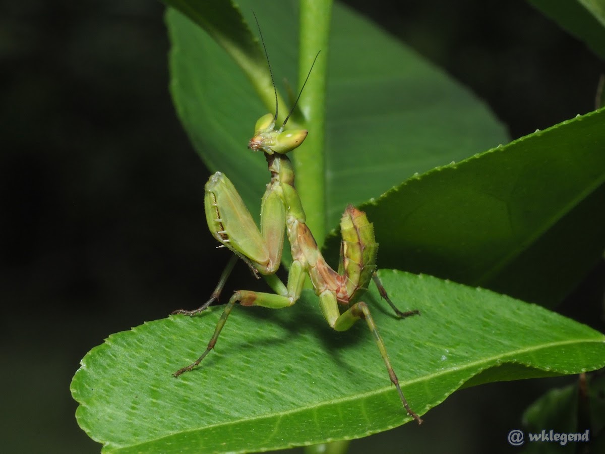 Creobroter gemmatus