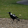 australian Magpie