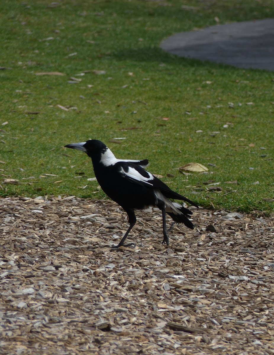 australian Magpie