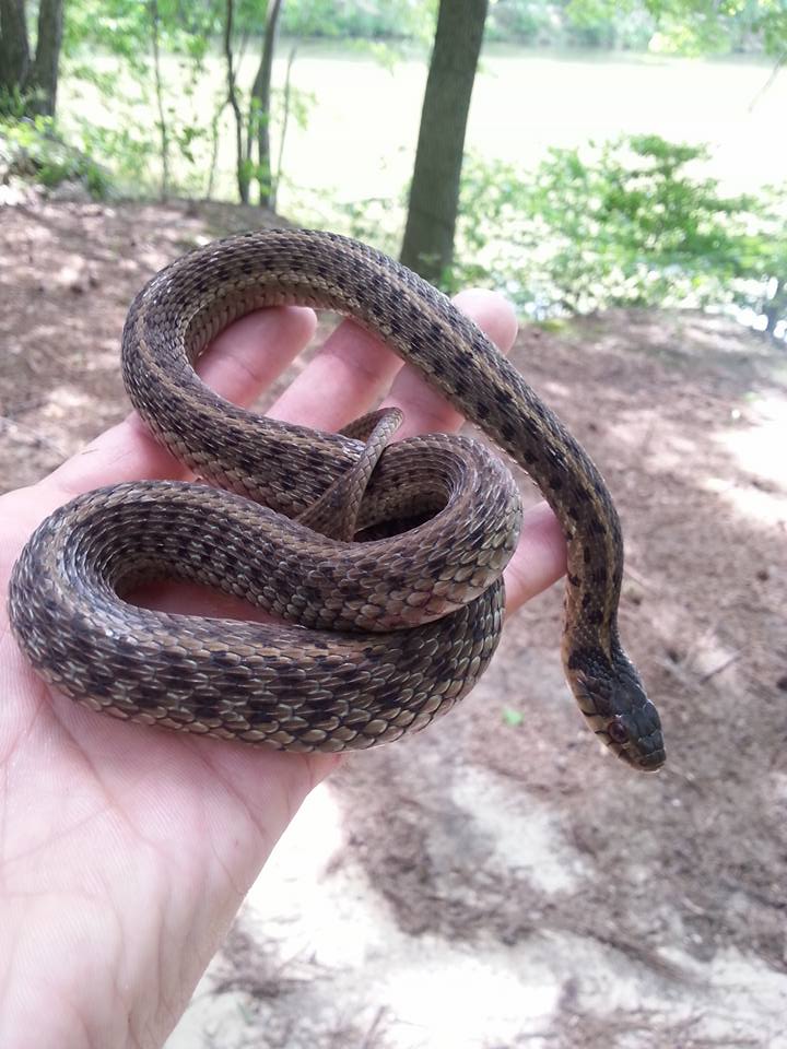 Eastern Garter Snake