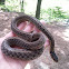 Eastern Garter Snake