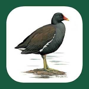 Birds of Iberian Peninsula
