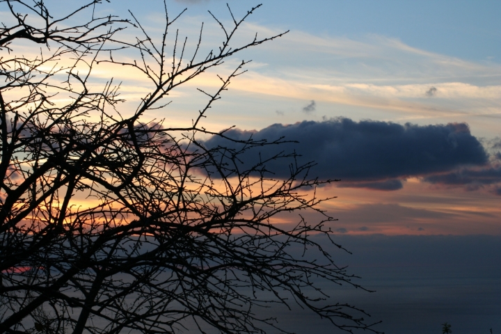 Albero al tramonto di alessia91