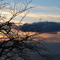 Albero al tramonto di 