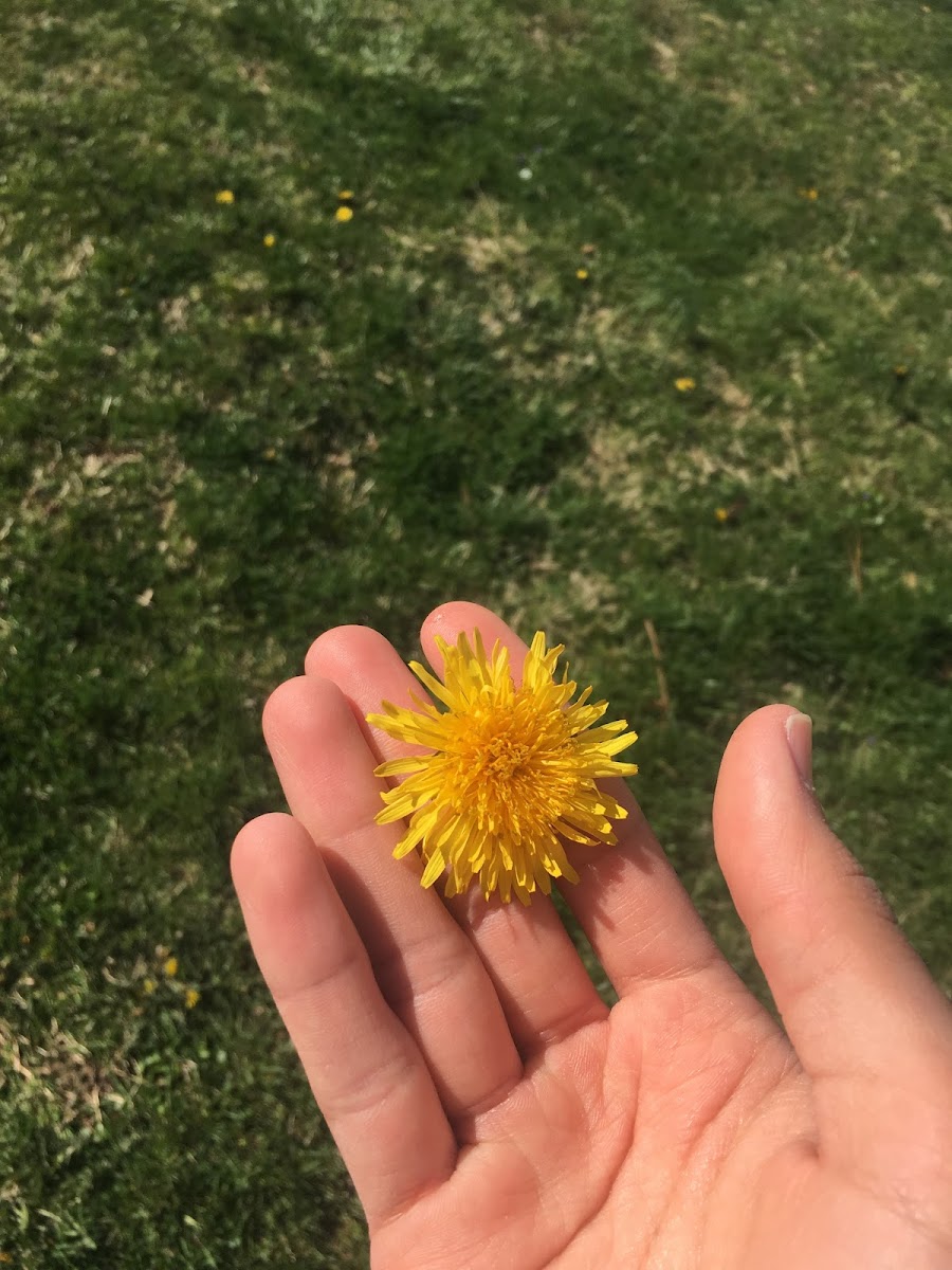 Dandelion