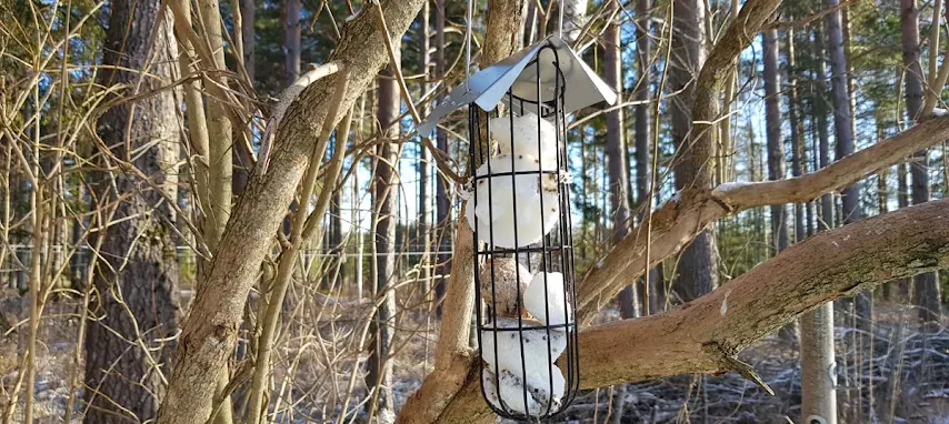 Kokosboll  som talgbollar till fglarna