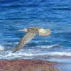 Bristle-thighed Curlew