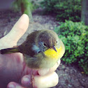 Common Yellow Throat (Immature Male)