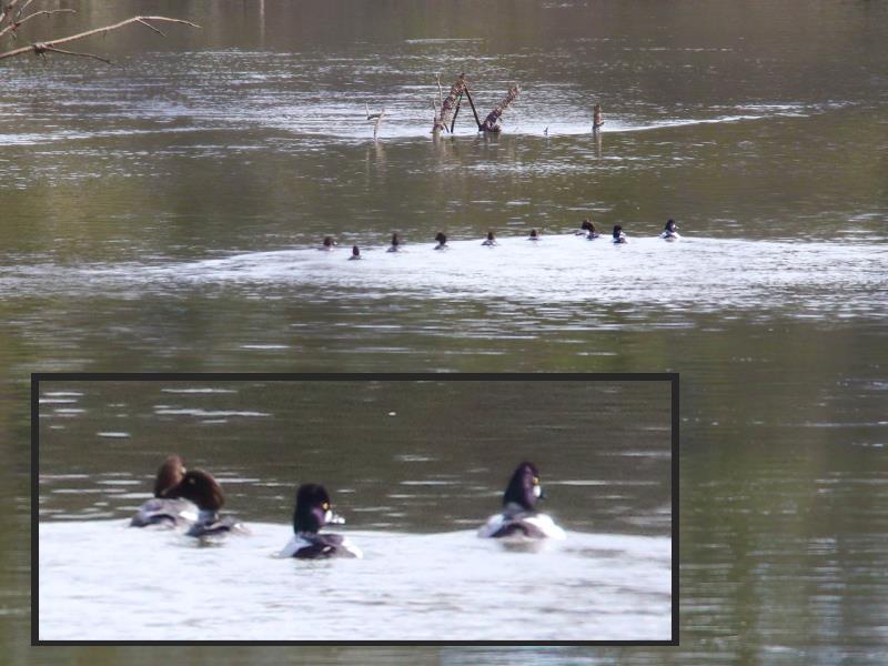 Common Goldeneye