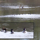 Common Goldeneye