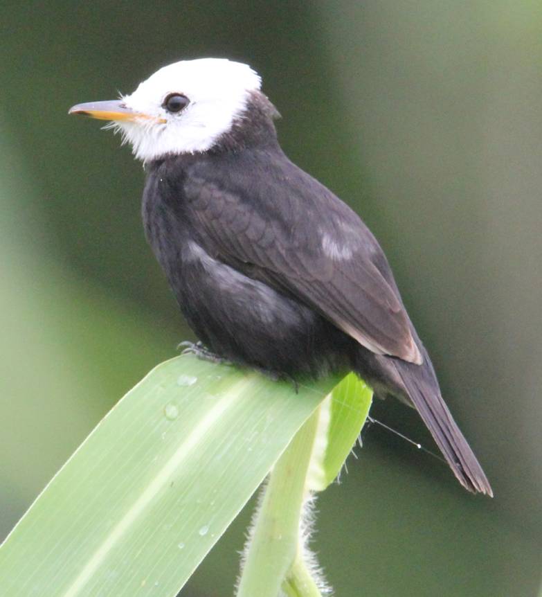 White-headed Marsh Tyrant