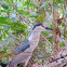 Black Crowned Night Heron