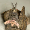 Tussock moth lifecycle