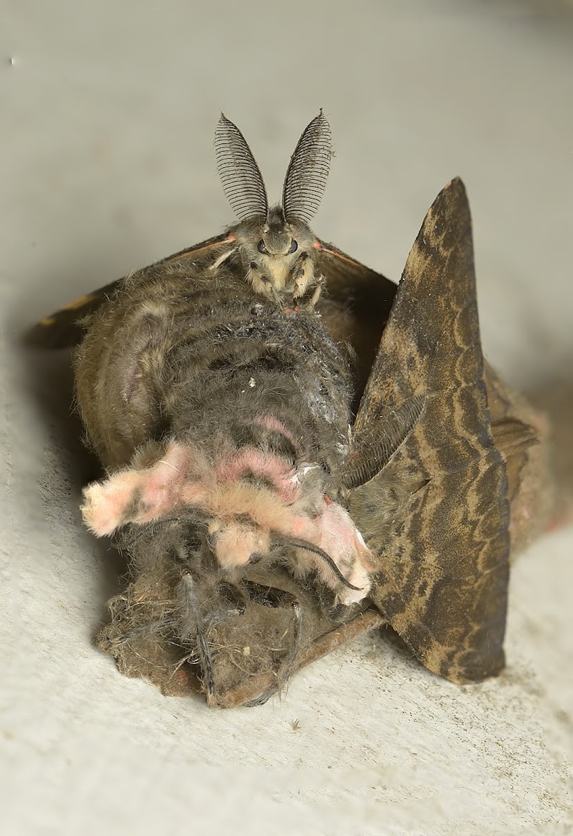 Tussock moth lifecycle