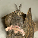 Tussock moth lifecycle