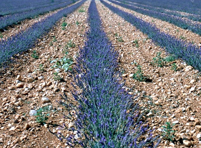 Linee viola di provenza