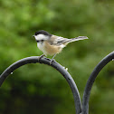 black-capped chickadee