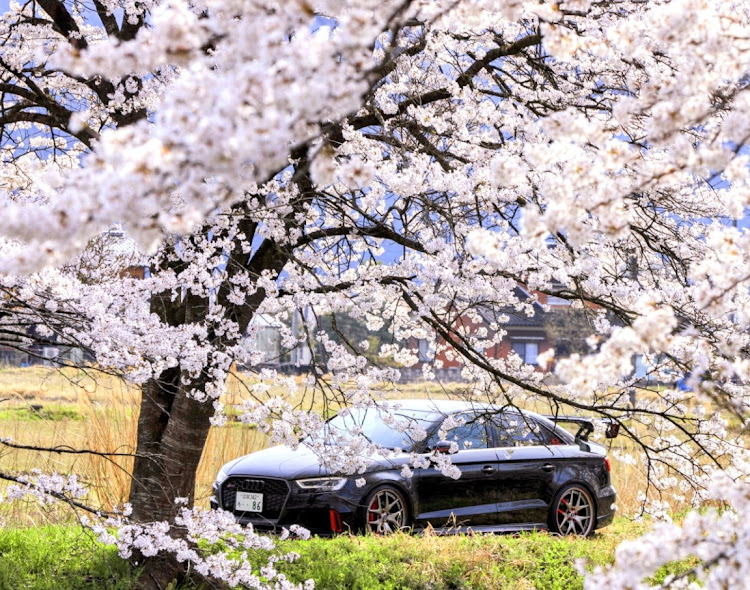RS3 セダンのサクラと愛車・桜・4月もよろしくお願い致します🌸・桜とコラボ・Google Pixel使ってます😚に関するカスタム事例の投稿画像16枚目