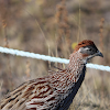 Erckel's francolin