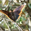 Two-tailed Pasha