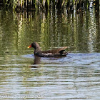 Moorhen; Pollo de Agua