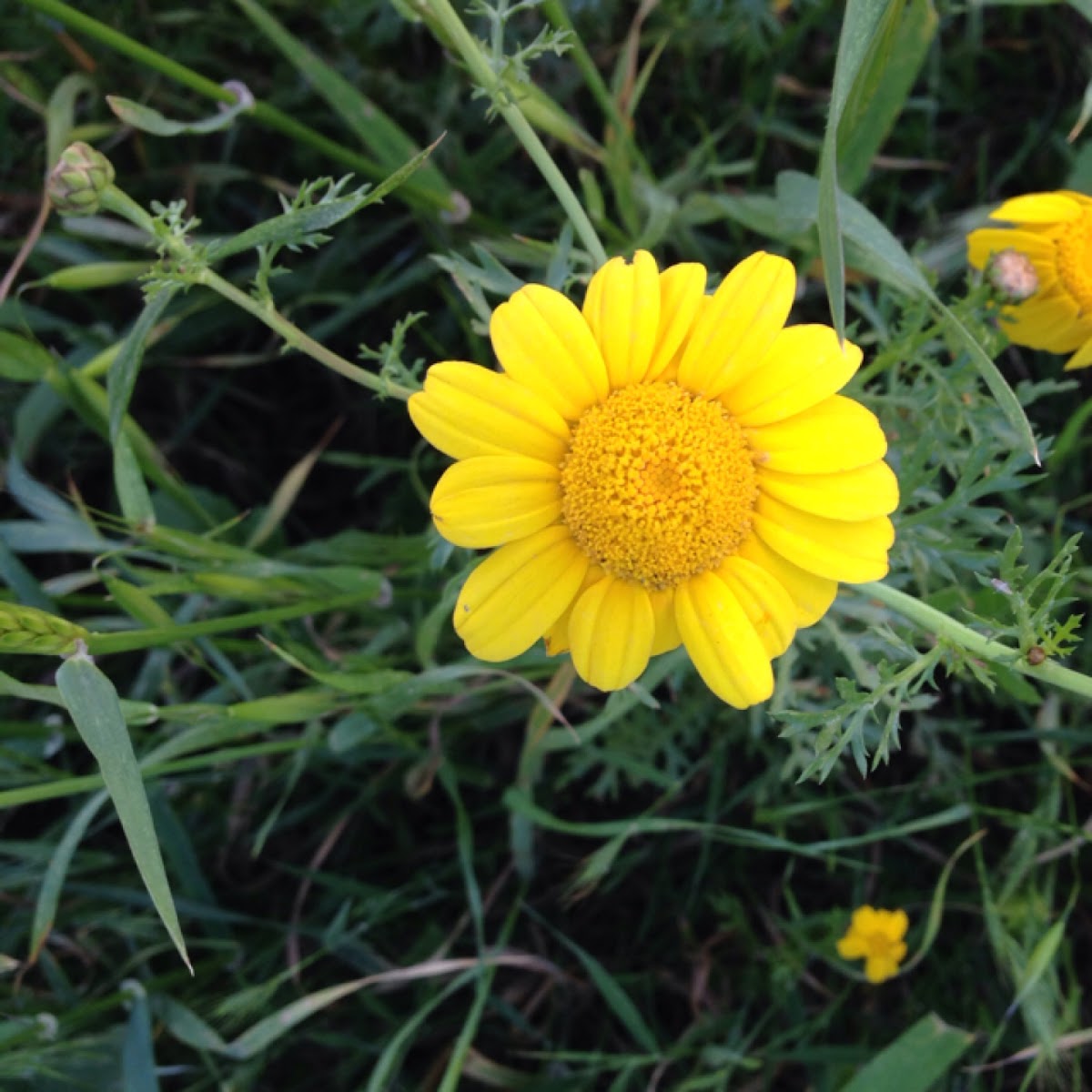 Garland chrysanthemum