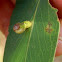 Spindle headed Gall