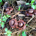 Earthstar fungus