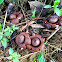 Earthstar fungus